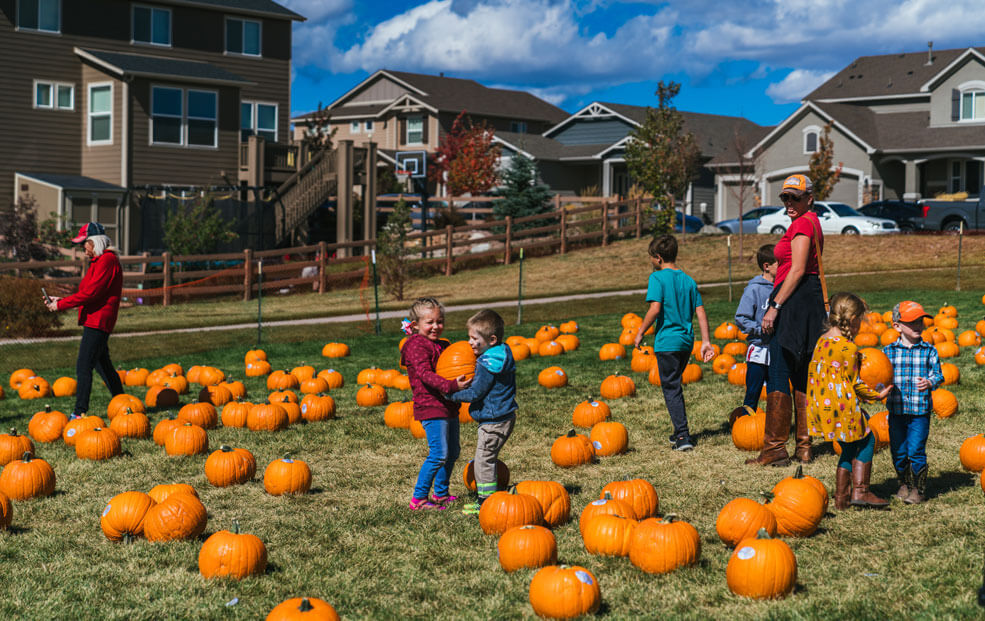 Families with children enjoying a festival in Colorado Springs, picking pumpkins in the patch